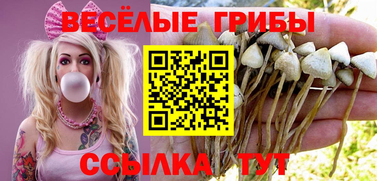 Псилоцибиновые грибы Cubensis  Вход с VPN  Щёлково 